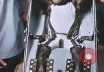 Image of Chimpanzee for spacecraft testing United States USA, 1960, second 57 stock footage video 65675023324
