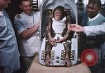 Image of Chimpanzee for spacecraft testing United States USA, 1960, second 60 stock footage video 65675023324
