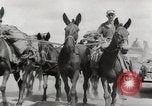 Immagine di Esercito muli traghettato La Birmania, 1944, secondo 22 filmato di repertorio 65675023528