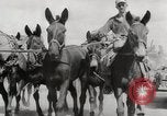 Immagine di Esercito muli traghettato La Birmania, 1944, secondo 23 filmato di repertorio 65675023528