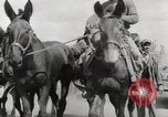 Immagine di Esercito muli traghettato La Birmania, 1944, secondo 24 filmato di repertorio 65675023528