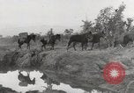 Immagine di Esercito muli traghettato La Birmania, 1944, secondo 32 filmato di repertorio 65675023528