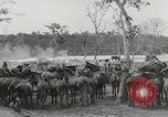 Immagine di Esercito muli traghettato La Birmania, 1944, secondo 33 filmato di repertorio 65675023528