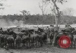 Immagine di Esercito muli traghettato La Birmania, 1944, secondo 34 filmato di repertorio 65675023528