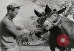 Immagine di Esercito muli traghettato La Birmania, 1944, secondo 36 filmato di repertorio 65675023528