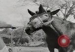 Immagine di Esercito muli traghettato La Birmania, 1944, secondo 37 filmato di repertorio 65675023528