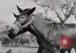 Immagine di Esercito muli traghettato La Birmania, 1944, secondo 38 filmato di repertorio 65675023528