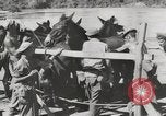 Immagine di Esercito muli traghettato La Birmania, 1944, secondo 44 filmato di repertorio 65675023528