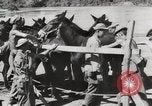Immagine di Esercito muli traghettato La Birmania, 1944, secondo 45 filmato di repertorio 65675023528