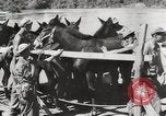 Immagine di Esercito muli traghettato La Birmania, 1944, secondo 46 filmato di repertorio 65675023528