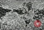 Immagine di Leader americani United States USA, 1942, secondo 35 filmato di repertorio 65675023563