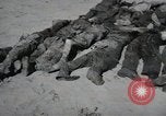 Image of Nazi atrocity victims of Gardelegen massacre Gardelegen Germany, 1945, second 17 stock footage video 65675023571