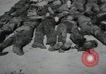Image of Nazi atrocity victims of Gardelegen massacre Gardelegen Germany, 1945, second 19 stock footage video 65675023571