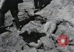 Image of Nazi atrocity victims of Gardelegen massacre Gardelegen Germany, 1945, second 49 stock footage video 65675023571