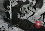 Image of Nazi atrocity victims of Gardelegen massacre Gardelegen Germany, 1945, second 60 stock footage video 65675023571