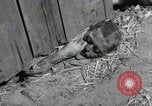 Image Gardelegen Massacre Gardelegen Allemagne, 1945, de la seconde 3 séquences d'archives historiques vidéo 65675023572