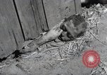 Image Gardelegen Massacre Gardelegen Allemagne, 1945, de la seconde 4 séquences d'archives historiques vidéo 65675023572