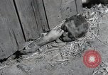 Image Gardelegen Massacre Gardelegen Allemagne, 1945, de la seconde 5 séquences d'archives historiques vidéo 65675023572