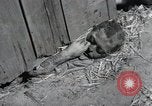 Image Gardelegen Massacre Gardelegen Allemagne, 1945, de la seconde 6 séquences d'archives historiques vidéo 65675023572