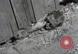 Image Gardelegen Massacre Gardelegen Allemagne, 1945, de la seconde 7 séquences d'archives historiques vidéo 65675023572
