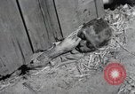 Image Gardelegen Massacre Gardelegen Allemagne, 1945, de la seconde 8 séquences d'archives historiques vidéo 65675023572