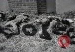 Image Gardelegen Massacre Gardelegen Allemagne, 1945, de la seconde 36 séquences d'archives historiques vidéo 65675023572