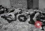 Image Gardelegen Massacre Gardelegen Allemagne, 1945, de la seconde 37 séquences d'archives historiques vidéo 65675023572