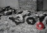 Image Gardelegen Massacre Gardelegen Allemagne, 1945, de la seconde 38 séquences d'archives historiques vidéo 65675023572