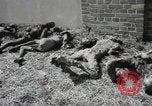 Image Gardelegen Massacre Gardelegen Allemagne, 1945, de la seconde 39 séquences d'archives historiques vidéo 65675023572