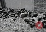 Image Gardelegen Massacre Gardelegen Allemagne, 1945, de la seconde 41 séquences d'archives historiques vidéo 65675023572