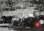 Image of workers load timber United States USA, 1926, second 5 stock footage video 65675023599