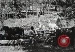 Image of workers load timber United States USA, 1926, second 6 stock footage video 65675023599