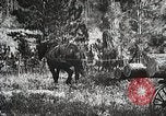 Image of workers load timber United States USA, 1926, second 37 stock footage video 65675023599