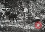Image of workers load timber United States USA, 1926, second 39 stock footage video 65675023599