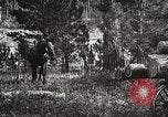 Image of workers load timber United States USA, 1926, second 52 stock footage video 65675023599