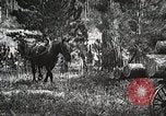 Image of workers load timber United States USA, 1926, second 53 stock footage video 65675023599