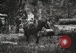 Image of workers load timber United States USA, 1926, second 57 stock footage video 65675023599