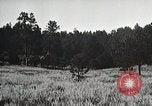 Image of Replanting timber harvest trees United States USA, 1926, second 19 stock footage video 65675023602