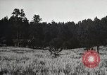 Image of Replanting timber harvest trees United States USA, 1926, second 21 stock footage video 65675023602
