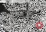 Image of Emergency Conservation Work members United States USA, 1933, second 62 stock footage video 65675023605