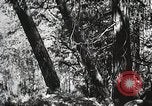 Image of Emergency Conservation Work members United States USA, 1933, second 46 stock footage video 65675023606