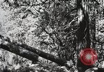 Image of Emergency Conservation Work members United States USA, 1933, second 48 stock footage video 65675023606