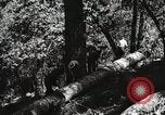 Image of Emergency Conservation Work members United States USA, 1933, second 51 stock footage video 65675023606