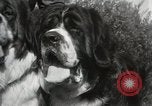 Image of Kennel club show Alameda California USA, 1931, second 18 stock footage video 65675023608