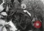 Image of Kennel club show Alameda California USA, 1931, second 21 stock footage video 65675023608