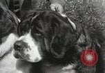 Image of Kennel club show Alameda California USA, 1931, second 22 stock footage video 65675023608