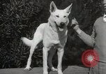 Image of Kennel club show Alameda California USA, 1931, second 23 stock footage video 65675023608