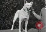 Image of Kennel club show Alameda California USA, 1931, second 24 stock footage video 65675023608