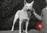 Image of Kennel club show Alameda California USA, 1931, second 25 stock footage video 65675023608