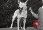Image of Kennel club show Alameda California USA, 1931, second 26 stock footage video 65675023608